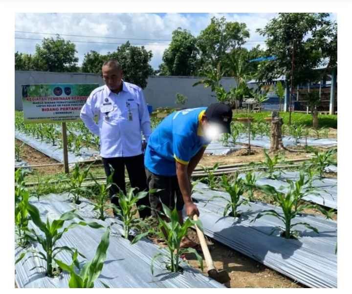 Warga Binaan Lapas Pasir Pangaraian Rawat Lahan Jagung Dukung Ketahanan Pangan Nasional