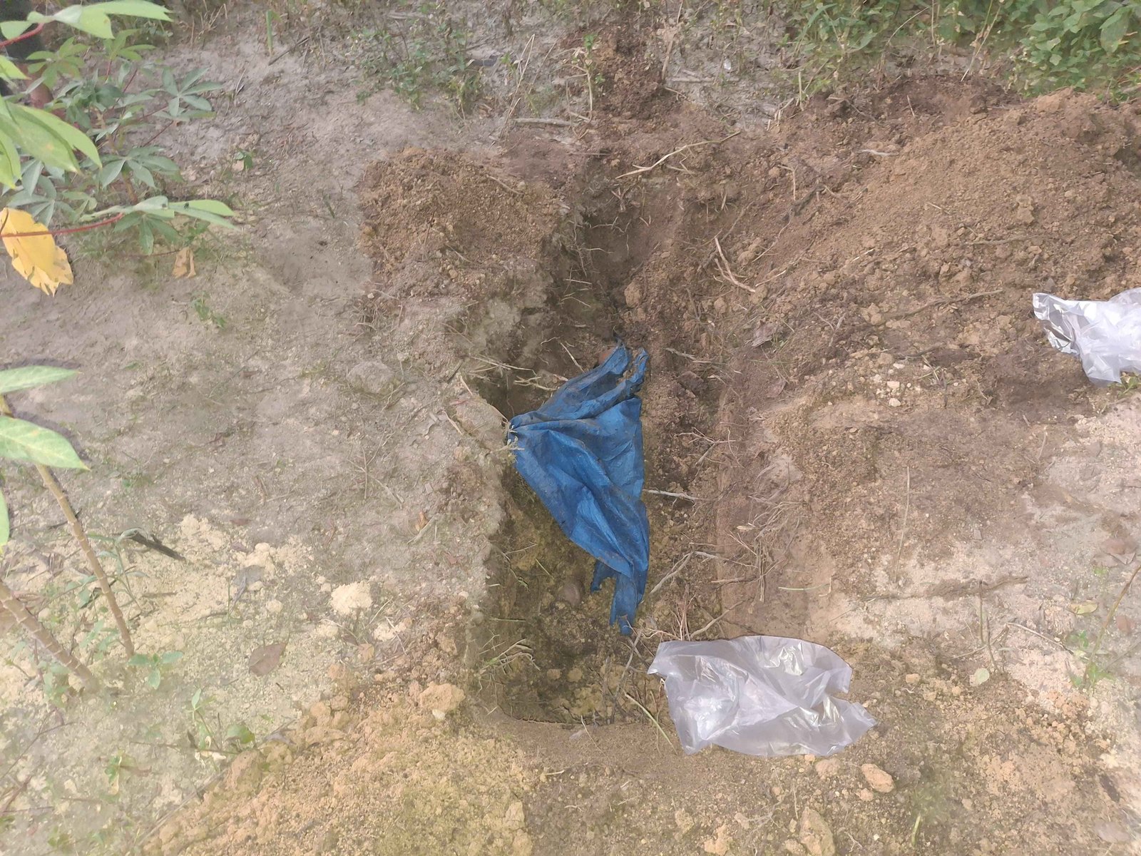 Warga Ditemukan  mayat laki-laki Terkubur di Kebun masyarakat Perawang Barat, Dibungkus Terpal